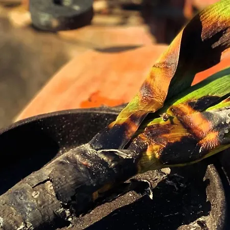 Vintage Caravan In Old Orchard At Farm Huize Blokland * Hem